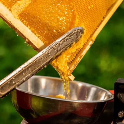 Fresh honeycomb being uncapped, honey dripping into a bowl
