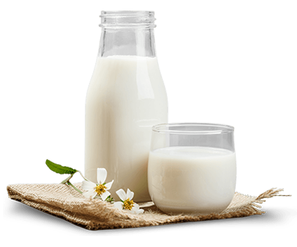 A bottle and glass of fresh milk on a burlap cloth with white flowers